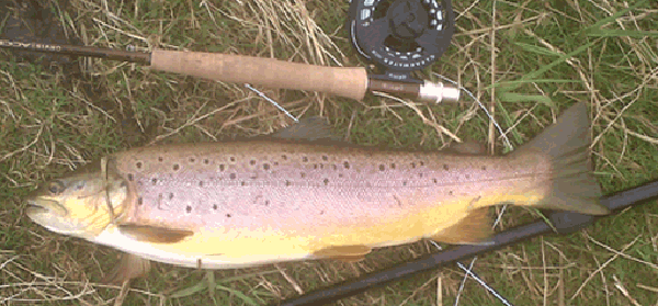 Fish from the point
