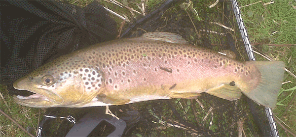 Fish from the point