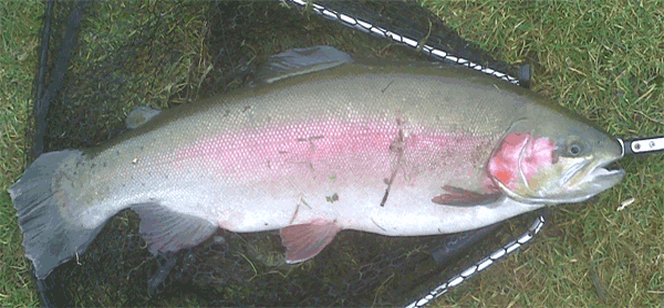 Fish from the point