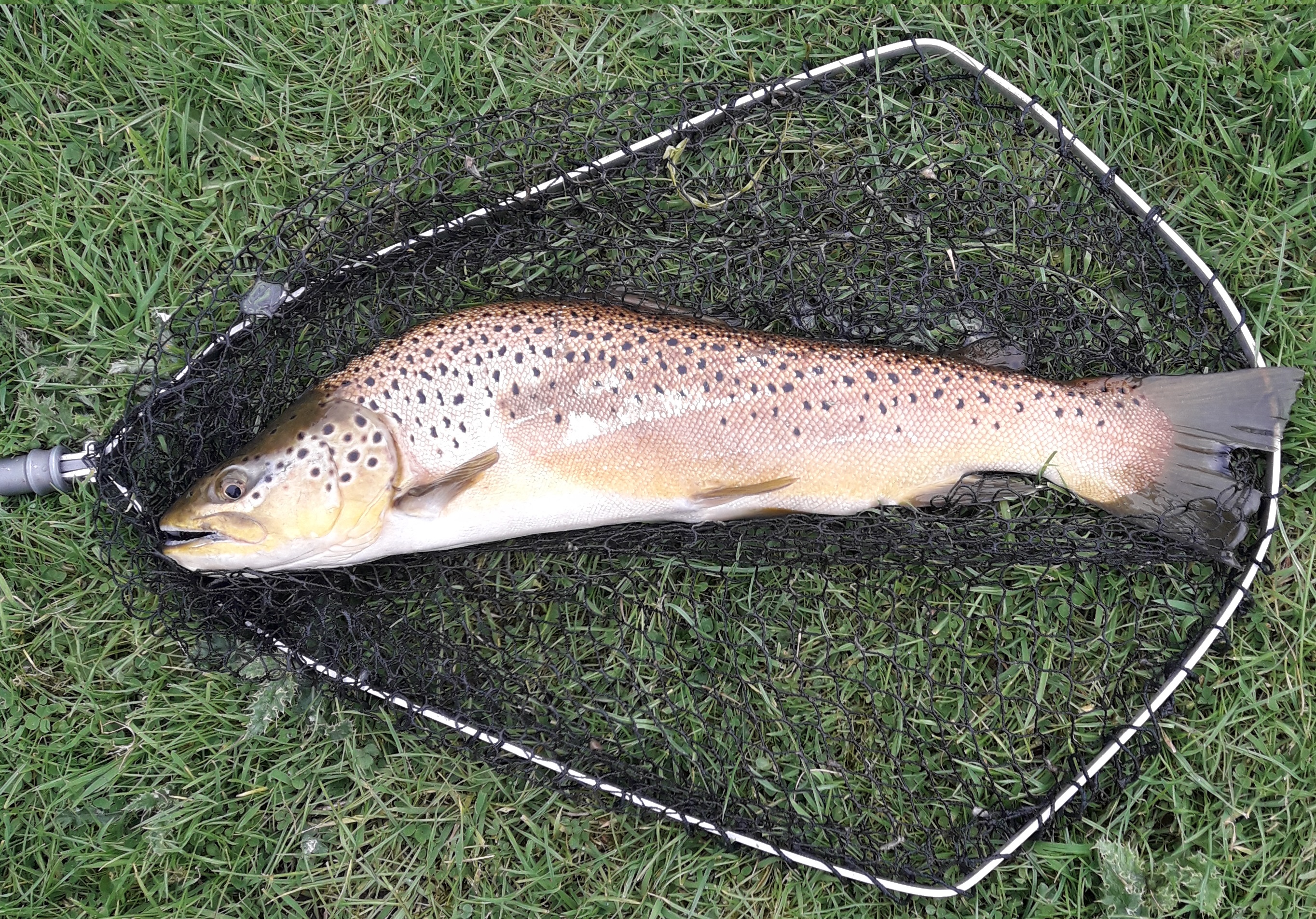 Fish from the Sawmill